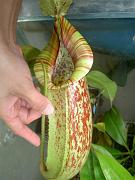 Nepenthes x dyeriana 3